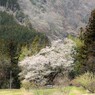 お助け桜