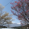 ハナミズキ  長野