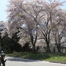 桜　長野