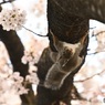 桜 満開だよ‼