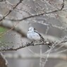 天使はマイペース
