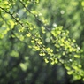 若葉の季節　３