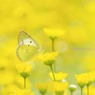 蝶が舞う長閑な春の日♡.。.:*・