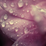 雨上がりのご褒美