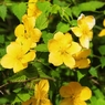 ４月の思い出花：ヤマブキ