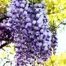 ４月の思い出花：藤
