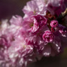 里桜 06