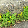 路傍の花　　散歩道の風景