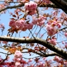 さくら・サクラ・桜：カンザン(関山)