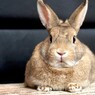 うさぎのあんこ