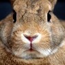 うさぎのあんこ