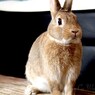うさぎのあんこ
