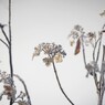 冬の紫陽花