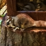 フクロモモンガ