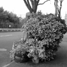  Roadside vegetation