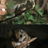 ニホンモモンガ