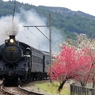 大井川鉄道の春の景色！