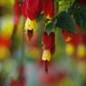 清涼　花の名？
