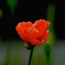 写真エッセイ：写真句：虞美人草２：野の深紅