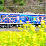 菜の花HAPPY
