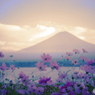 風に揺れる紫色の夕暮れ
