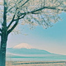 桜の花が咲くころに