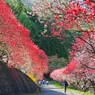 花桃の里   日本の風景