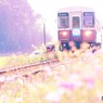 秋桜とロ－カル線