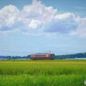 緑の中を駆け抜けて