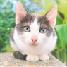 ニャンか用？