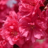 花もも