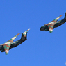 「青」☆　☮ Kawasaki　C-1 ☮連れてって？