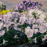 駅の花壇