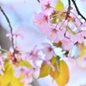 sakura2020_12_