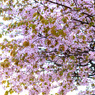 sakura2020_9_