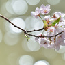 sakura2020_14_
