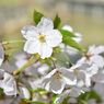 sakura2020_3_