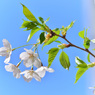 sakura2020_6_