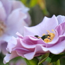花芯の中で♪