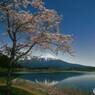 月光下の湖畔の桜