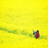 繚乱の中に