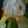 清涼　菖蒲