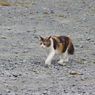 猫ちゃんかわいい～！