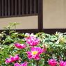 家屋と芍薬
