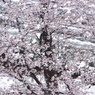 雪桜