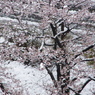 雪桜