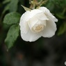 純白のバラが咲いた