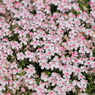芝桜（ピンク）