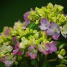 清涼　アジサイ（我家の一番花）
