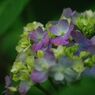 清涼　アジサイ（我家の二番花）